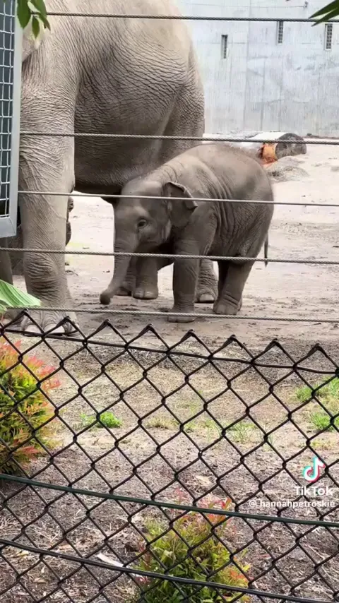 Watch this cutie figure out how to helicopter it's trunk ❣️