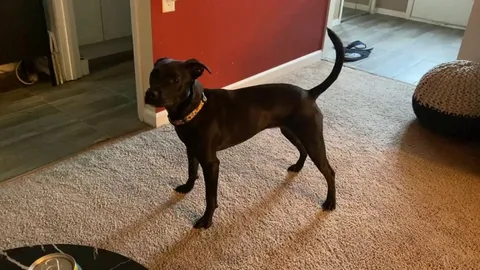 The cats love to trigger her zoomies 