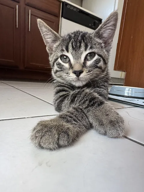 Getting a kitten for my cat was a good choice 😍 his name is Earl