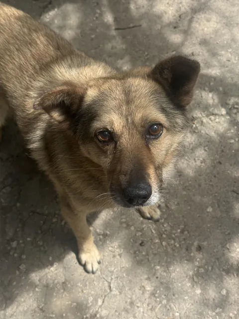 I don’t know who needs to hear this, but this dog deserves the world.