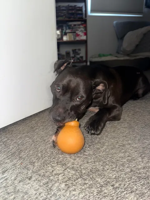 Waffles and her emotional support chicken wing 🍗🧇