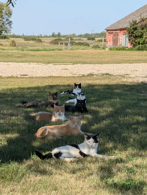 Acreage Cats in the Shade
