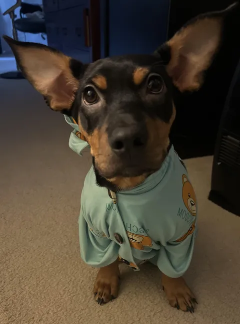 50% Ears. No snack bags can be opened without him getting 1st dibs.