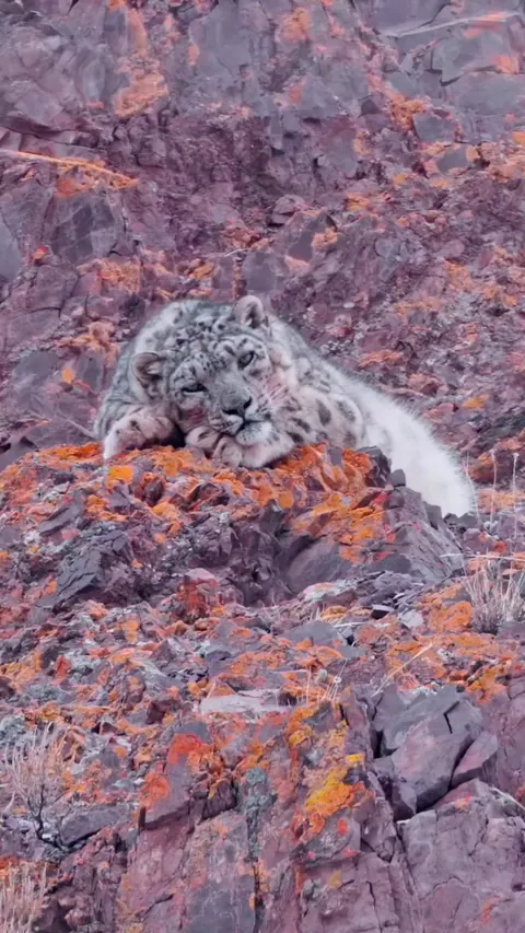 🔥 The Ghost of The Himalayas - Ladakh, India