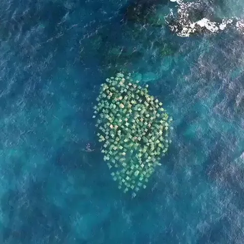 🔥 A group of rays swimming