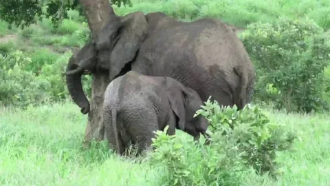 🔥 Elephant mom trying to wean her calf makes it clear that no means no