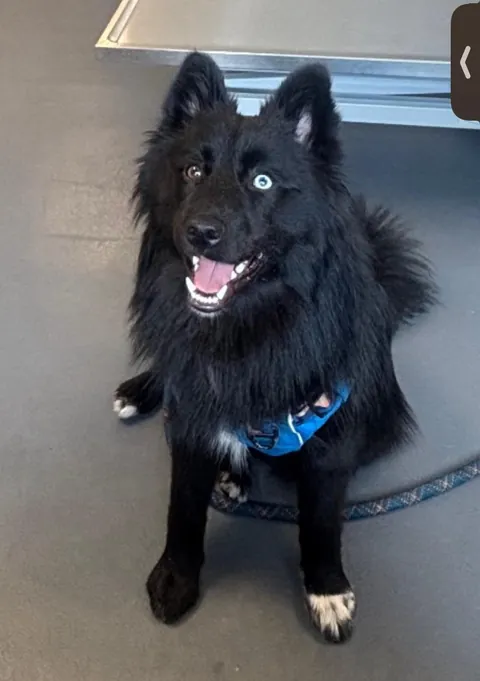 The many faces of a goofy 1 year old Australian Sheppard / American Eskimo (Auskimo?)