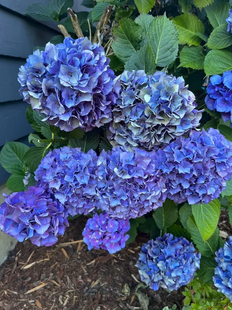 My hydrangea is in full bloom!