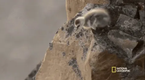 Barnacle goose chicks engage in instinctual behavior where they leap from their nests high on cliffs shortly after hatching, 90% of chicks will survive the fall