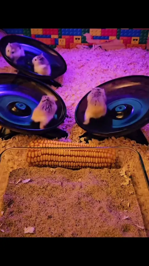 Hamster 🐹 turbo