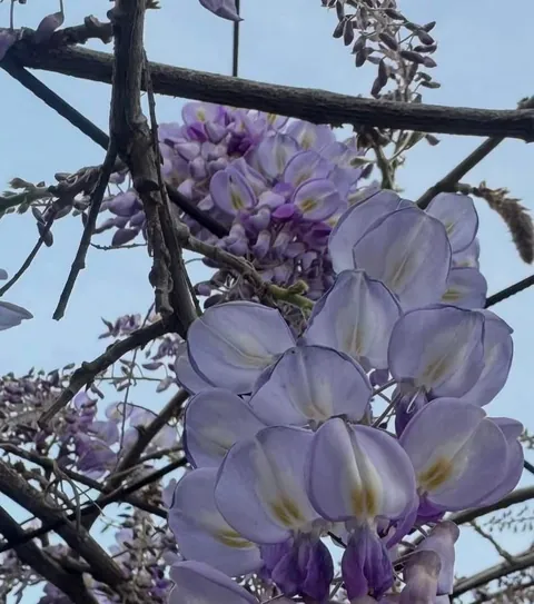 The most beautiful flowers I captured in my grandmother's garden, but I still don't know what they're called.