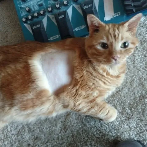 Partially shaved cats