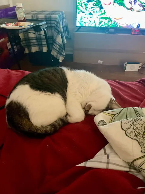 I’m about to die, and I’m not sure what to do about my cat.