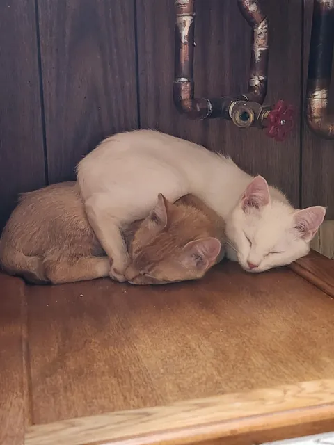 Adopted two new happy boiz! Meet Custard (White) and Sherma (Orange).