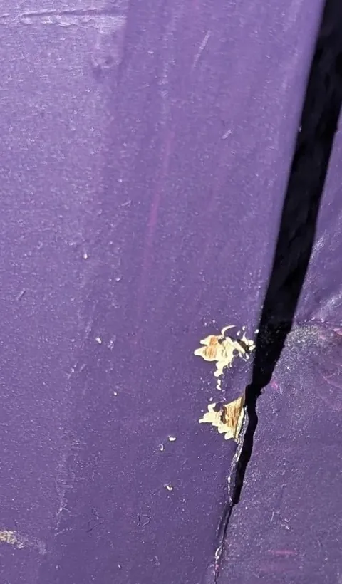 Ziggy stands accused of chewing the door frame and skirting board