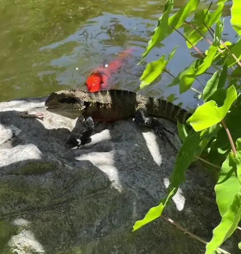 Lizard loses its lunch