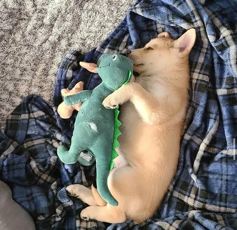 Happy Gotcha Day Biscuit! 5 yrs ago we picked you up from your foster home!