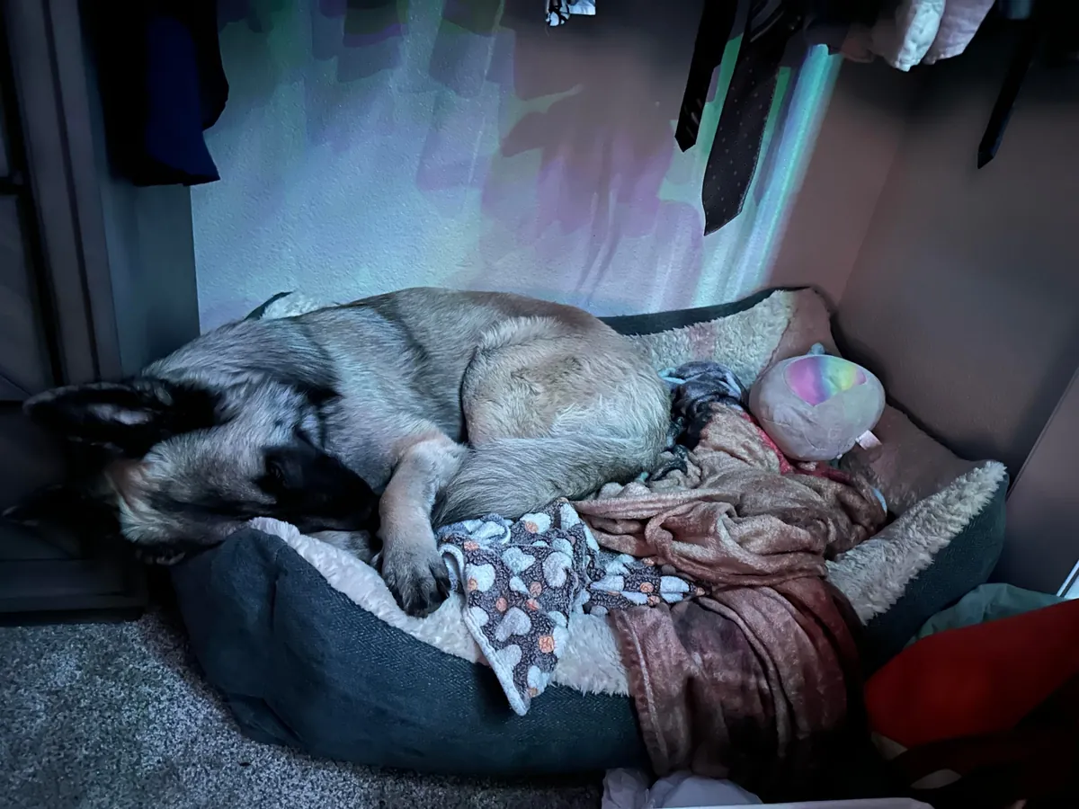 As requested heres a slew of photos of my found stray Kai Guy 😜(not sure breed mix?)