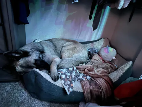 As requested heres a slew of photos of my found stray Kai Guy 😜(not sure breed mix?)