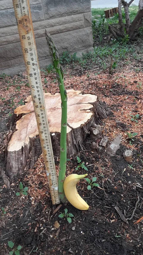 The Asparagus saga continues. it is 5" taller today