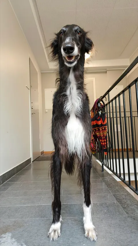 The GiraffeGoblin wish you all a good weekend 