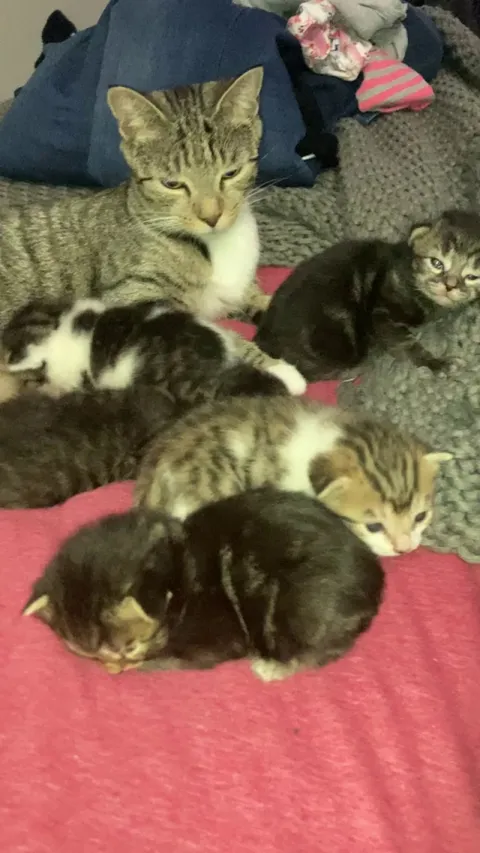 We took a declawed stray cat in from outside and 6 weeks later we have babies