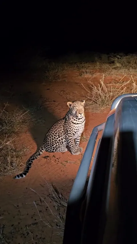 🔥 Mpandu the curious young leopard