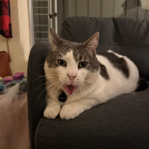 When you try to hide your yawn 😽🥱