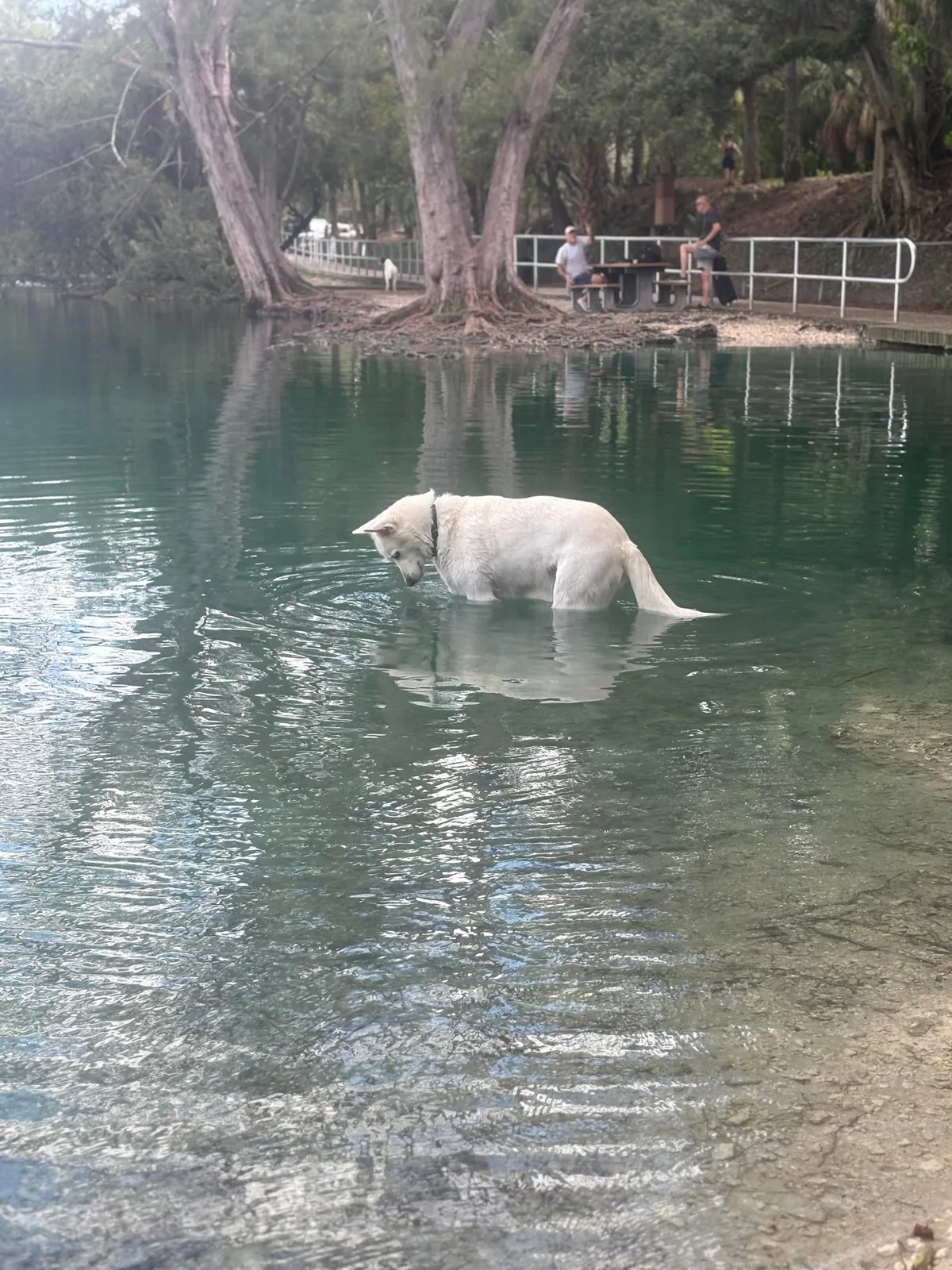 Trying to figure out who put holes in the ball he was chewing on and made it sink