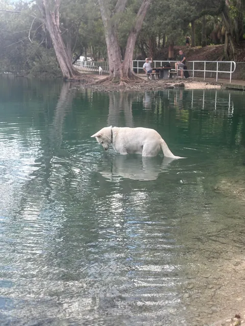 Trying to figure out who put holes in the ball he was chewing on and made it sink