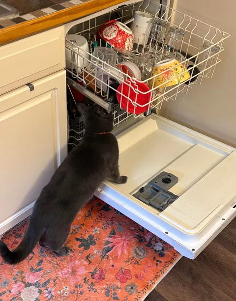 dishwasher repair man