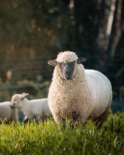 We spent a month in South Africa for our honeymoon. And we'd do it again. 