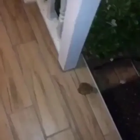 Feeding a toad as he passes through