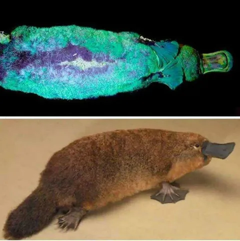 🔥The Platypus