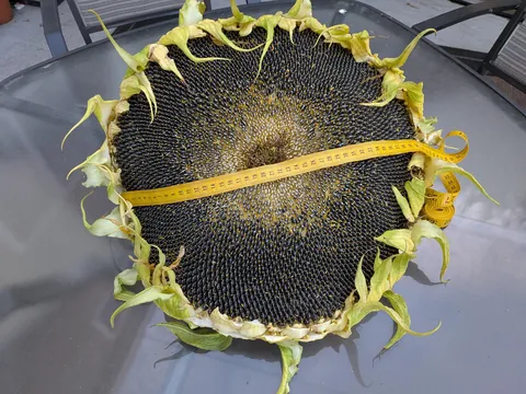 I cut off my mammoth sunflower head today. I think it was as big as it was going to get.