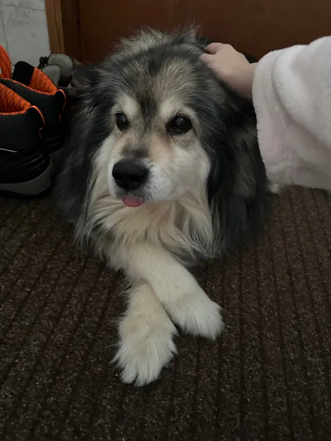 Our soon to be 14 year old ❤️