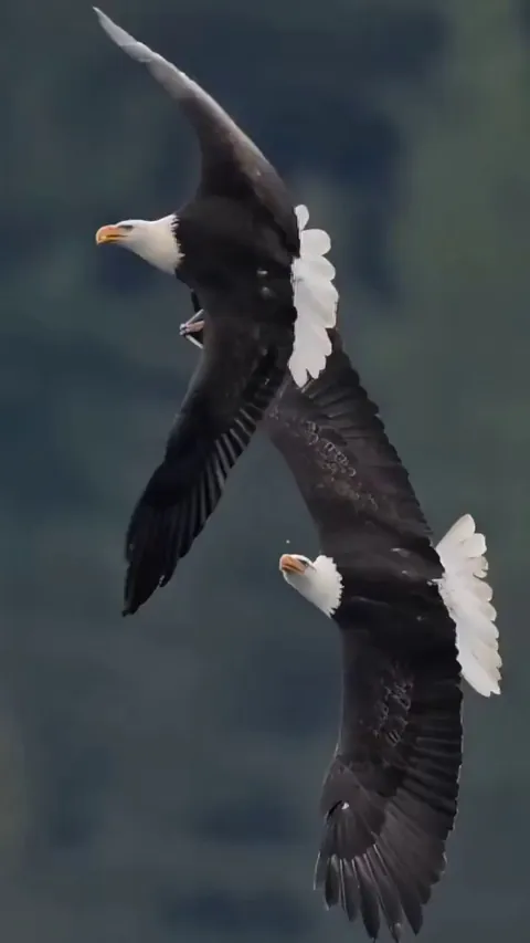 The male eagle passes prey to the female, she catches it midair