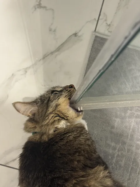 What is this behaviour called?😂