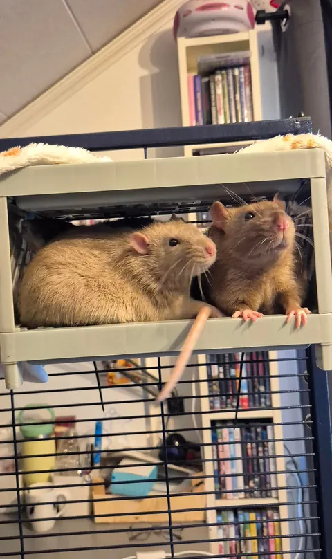 Rat bunk bed 🛏