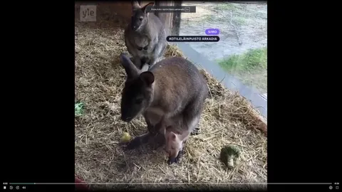 A rare albino red-necked wallaby was born in Finland