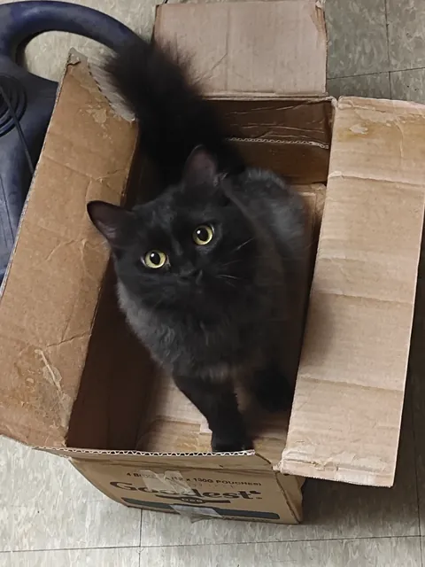 My formerly black cat has gone a lil grey?!