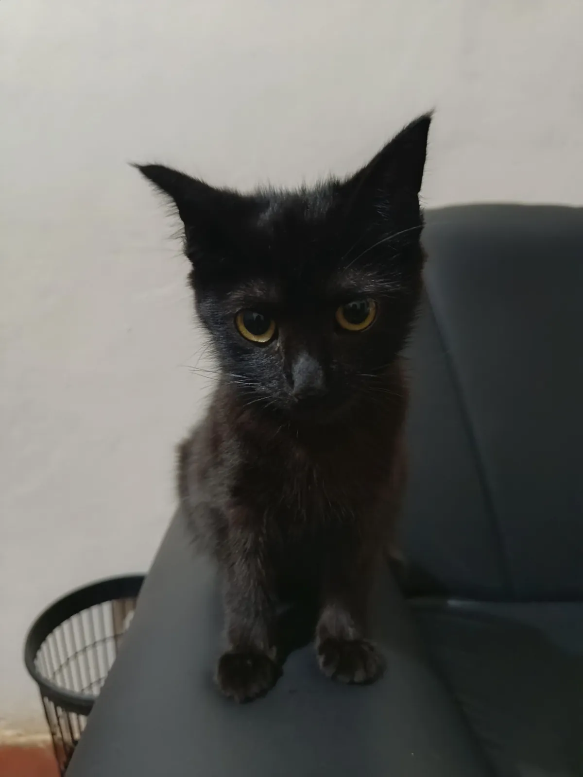 I adopted her 6 months ago, she's growing super well