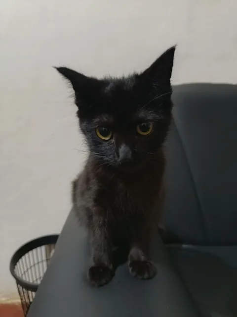 I adopted her 6 months ago, she's growing super well