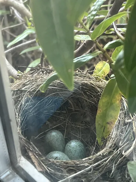 A bird has made a nest next to our living room window and laid eggs