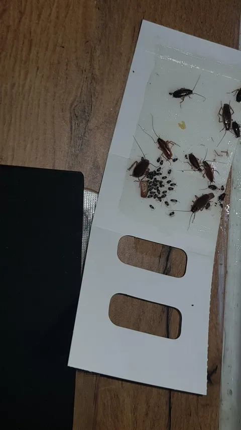 Boss says the office has no Roaches