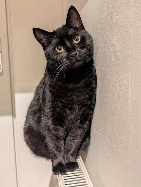 Show me your cat posing like they know they're beautiful 