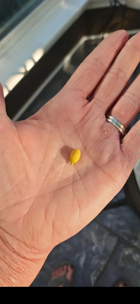 We can make lemonade for ants 