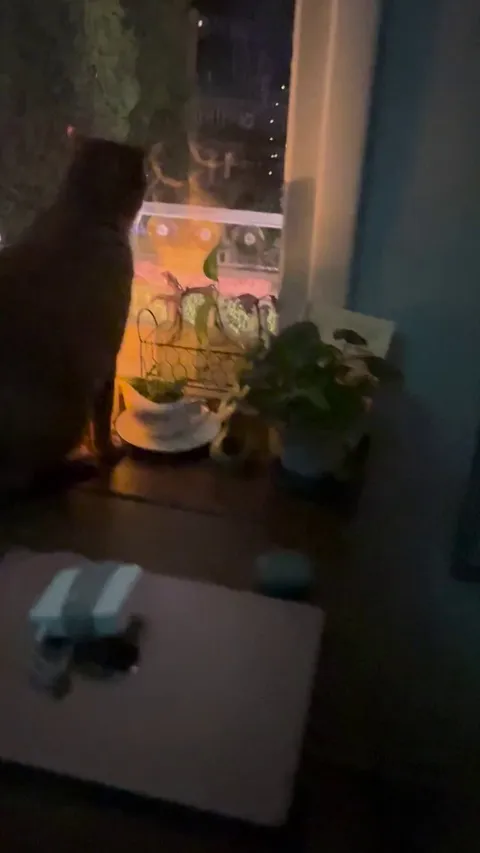 Caught my cat sharing a romantic candlelit dinner with a new friend.