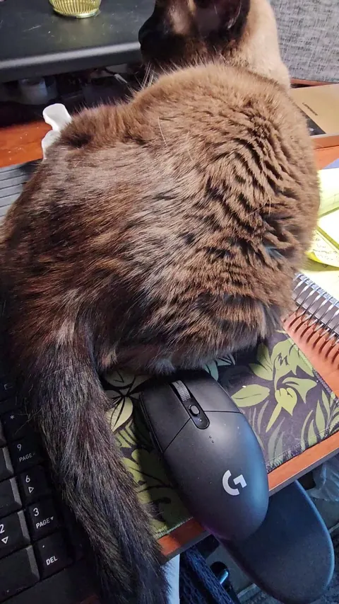 I work from home and he's perfected this move - notice his refusal to make eye contact