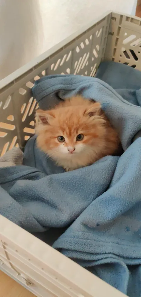 My rescue kitten, Pippi